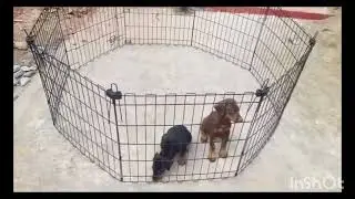 Doberman puppies madurai theni chennai coimbatore Tenkasi ooty kodaikanal erode karur ramnad hosur