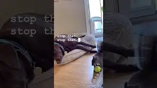 stop that? squirrel stole my ball? song stop that by thunder sak #stop #stopthat #thundersak
