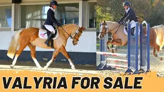 VALYRIA SALES VIDEO || Beautiful Palomino Pony For Sale