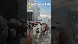 Бычки 49 голов,цена 92 тыс ₽,торг, с доставкой ,+7937-750-21-20 любовь