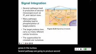 Signal Transduction 5: Crosstalk and Integration