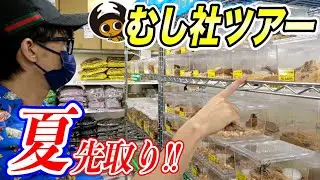 【１ヶ月前から激変】クワカブ界を牽引する昆虫ショップに潜入した結果
