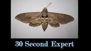 Five Spotted Hawk Moth