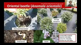 Rutgers Nursery IPM Webinar   June 10, 2025
