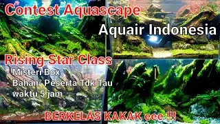 #85 Contest Aquascape Aquair Indonesia |Rising Star Class | Box Misteri