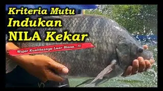 Kriteria Mutu Indukan Ikan Nila Kekar Berkualitas | Hatchery Nila Kekar Pasuruan