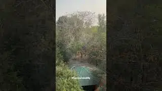 Telineelapuram bird nesting, painted storks #nature #surroundedby #travel #birds