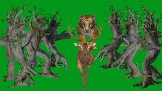 Tiger Attack in Deer and Monster Trees HD Green Screen Blue Screen Black Screen Video
