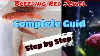 How to breed Red Jewel Fish || Red jewel chichiled breeding explained || Very easy :)