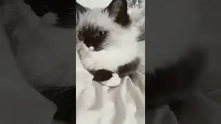 cats #ragdolllife #ragdoll #ragdollkittens