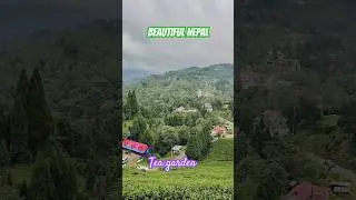 Beautiful Nepal ❤️Tea garden in Nepal  #shorts #travel #nepal #beautifulnepal #sololeveling