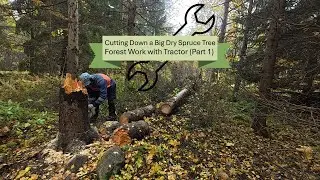 Cutting Down a Big Dry Spruce Tree &ndash; Forest Work with Tractor (Part 1)