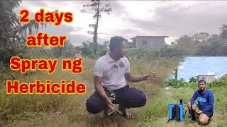 UPDATE : 2 DAYS PAGKATAPOS MAG SPRAY NG TEKWEED HERBICIDE | Glyphosate 480SL | Agway Chemical Corp.
