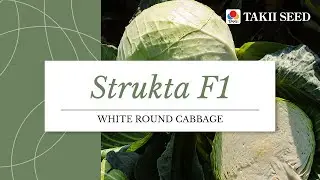 STRUKTA F1 | Takii Seed | ENG