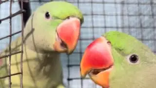 Mitthu bolna wala parrot 🦜🦜@ParrotTown02 