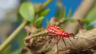 A Close-Up World, The Stunning Red Cotton Stainer Bug