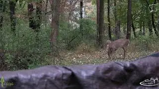 Archery Hunt during the Rut. In Bucks Co. Pennsylvania. With Pro Staff member Mikef