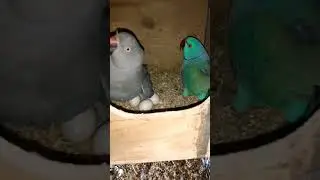 Ring-Necked Parakeet Mutation | Breeding Pair