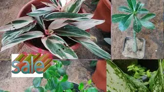 അഡീനിയം,Aglonima, calathiya ഇവയൊക്കെ വിലക്കുറവിൽ വേണോ? ലിമിറ്റഡ് സ്റ്റോക്ക് con:9746866044.