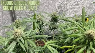 Exodus Cheese Indoor Grow-The HLG550 LED Week 6 day 1 In 4K