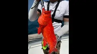 Angling in Male Atoll, Maldives Fishing Dec 2021 Full