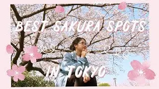 Off The Beaten Path Sakura Spots in Tokyo | Cherry Blossom 2018 | Rainbowholic 🌸
