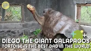 Diego the giant Galapagos tortoise is the best dad in the world
