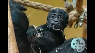 GORILLA BABY SANTU LEARNING HOW TO WALK AND CLIMB