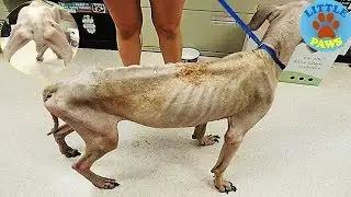 Rescue an Abandoned Dog In The Shelter &In Severly Malnourished | Amazing Transformation