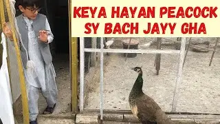 Hayan per peacock ka hamla #peacock #attackpeacock #attack human