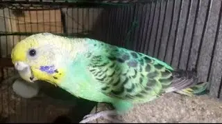 Happy Australian love birds budgies Female budgie sound | Growing_With_Me