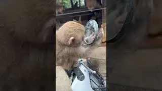 familiar sound 🥰 #memes #funny #animals #cute #monkey #monkeyvideo #monkeybaby