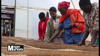 Financial Service Penetration Driving Agri Business In The Rural Areas Of Uganda