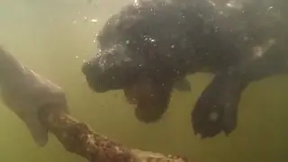 Thor The Swimming Staffie - GoPro Underwater