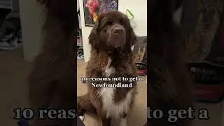 Reason Not to get a Newfoundland Puppy