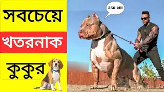 দুনিয়ার সবচেয়ে হিংস্র কুকুর || dangerous dog in the world || bangla fact || #shorts