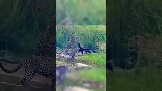 Honey badger versus three leopards #honeybadger #leopard #wildlife