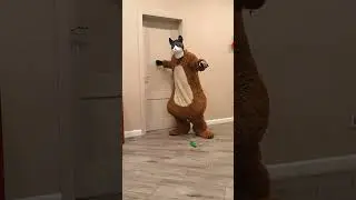 Fat big cat brings a dog squeaking toys to funny dogs