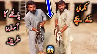 How To Care Baby Goats In Winter - Goat Baby Kids Care in Winter