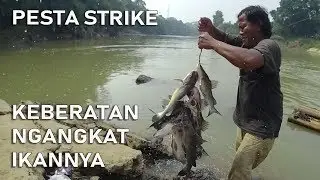Mancing Baung Pesta Strike Sampai Keberatan Ngangkat Ikannya