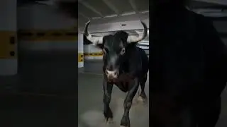 Boi da Cara Preta invadiu nossa garagem 🐂🐂🐂🐂 #trending #shorts #funnyshorts #comedy #ytshort #boi