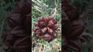 Awesome Nipa Palm Fruit are so Delicious