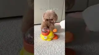 Part 1 | 10 Things| Got To Spoil My Pets 👌#amazonfinds #pets #pet #digsoftiktok  #petfinds