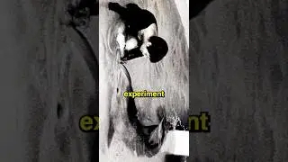 Странный эксперимент с дельфинами 😲