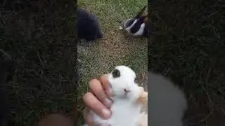 Cute Rabbit babies, Viral pet video, Lovely video😍, Natural content