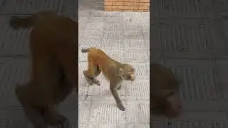 Viral monkeys-2#4kanimals#animalvideosfunny#monkeysvideos#viralmonkeys#monkeyshortsvideo#funnymonkey