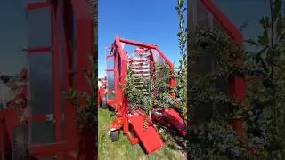 Harvester For Cherries & Plums FELIX Z || Made By WEREMCZUK AgroMachines Poland || #farming #shorts