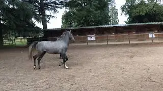 LIPIZZAN&reg; HARAS DE L'&Eacute;TALON BLANC - FAVORY DJEBRIN LONG&Eacute; POUR LA SECONDE FOIS - A VENDRE