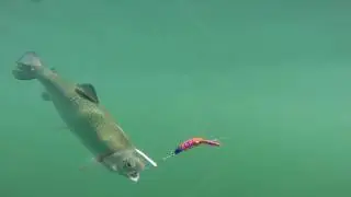 Trolling Plugs for Trout Scott Haugen Fishing Tips