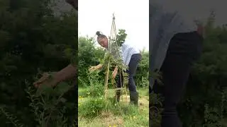 DIY Berry Trellis: Easy Teepee Support for Tayberry, Loganberry & Goji | No-Wire Garden Hack!